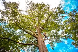 Best Hazardous Tree Removal  in Angwin, CA