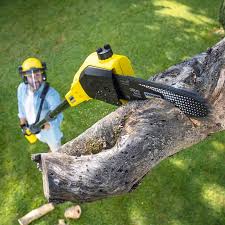 How Our Tree Care Process Works  in  Angwin, CA
