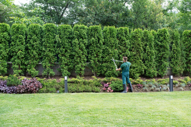 Lawn Renovation and Restoration in Angwin, CA